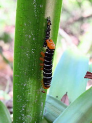 Xanthopastis regnatrix