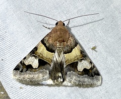 Drasteria pallescens