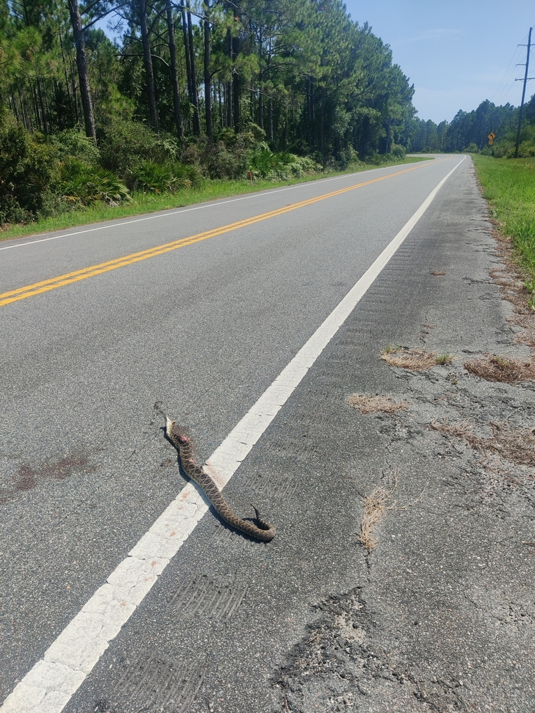 Eastern Diamondback Rattlesnake in July 2022 by Scott Allen Davis. Large DOR. Individual was