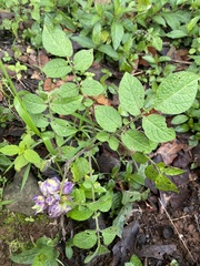 Solanum demissum