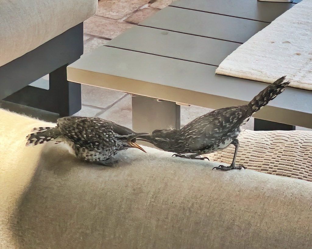California Cactus Wren