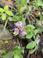 Solanum demissum