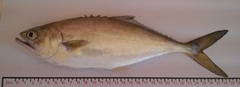 Oligoplites altus