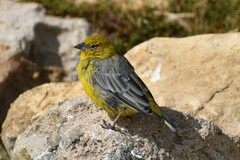 Sicalis uropygialis