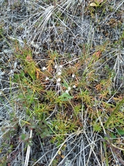 Cherleria arctica