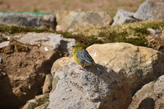 Sicalis uropygialis