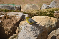 Sicalis uropygialis