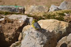 Sicalis uropygialis