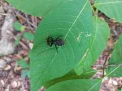 Apiomerus longispinis