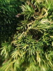 Bryophyta
