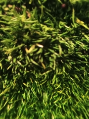 Bryophyta