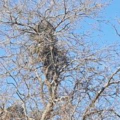 Muellerina eucalyptoides