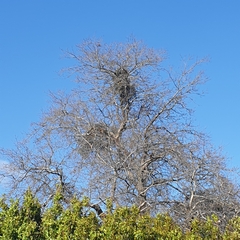 Muellerina eucalyptoides