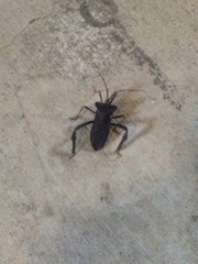 Acanthocephala declivis