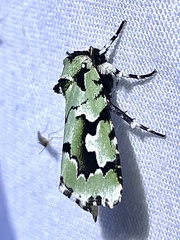 Emarginea percara
