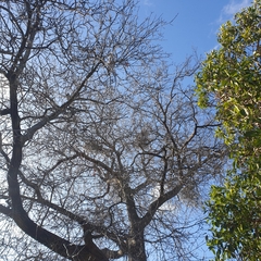 Muellerina eucalyptoides