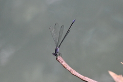 Argia frequentula