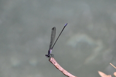 Argia frequentula