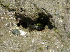 Pachygrapsus crassipes