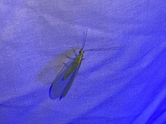 Chrysopa nigricornis