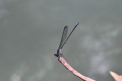 Argia frequentula