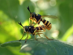 Leopoldius coronatus