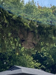 Dolichovespula maculata