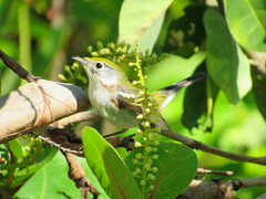 Setophaga pensylvanica image