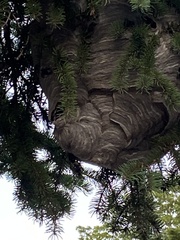 Dolichovespula maculata