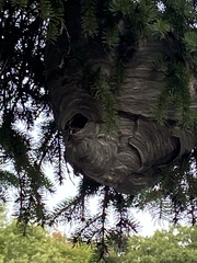 Dolichovespula maculata