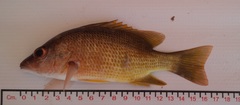 Lutjanus argentiventris