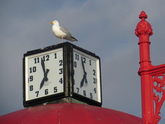 Larus argentatus argentatus