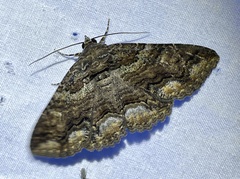Zaleops umbrina