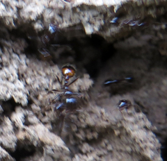 Solenopsis richteri
