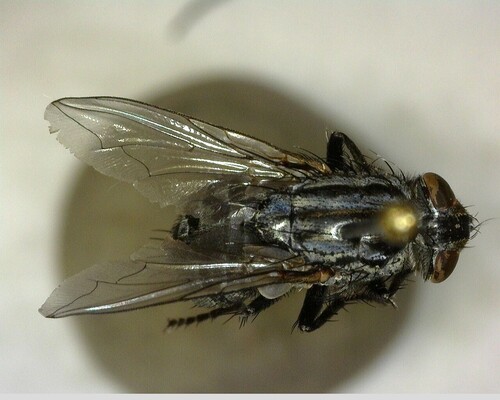 iNaturalist observation photo of Typical Flesh Flies
