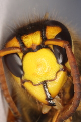 Vespa simillima simillima