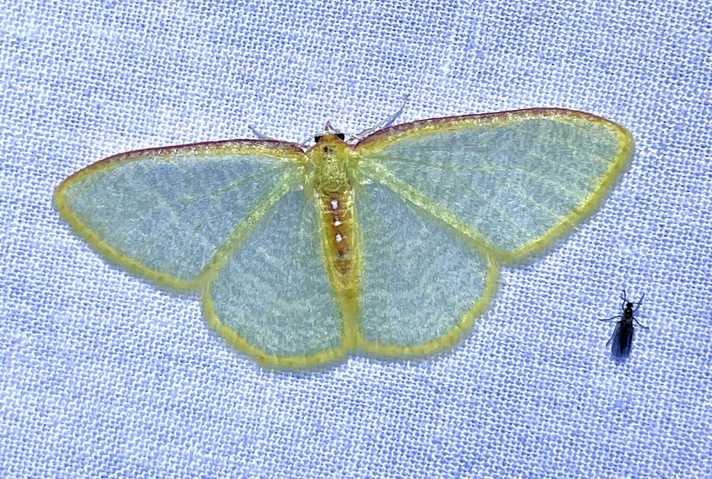 Nemoria daedalea