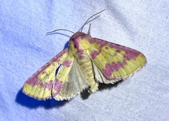 Psectrotarsia suavis