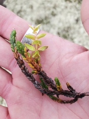 Cassiope tetragona