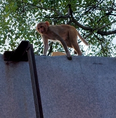 Macaca mulatta