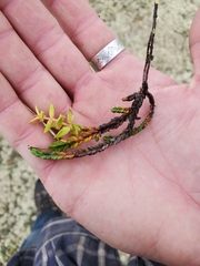 Cassiope tetragona