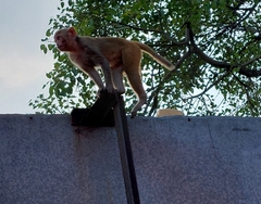 Macaca mulatta