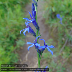 Lobelia gruina