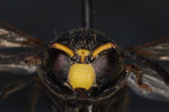 Orancistrocerus drewseni