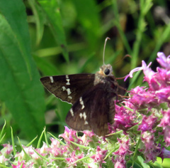 Eudaminae