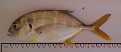 Caranx caninus