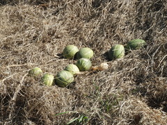 Cucurbita andreana
