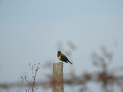 Pseudoleistes virescens