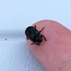 Onthophagus hecate