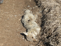 Lycalopex gymnocercus